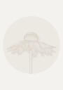 Gaillardia Bloom Botanical Line Art Plakat Plakat / 100x150cm