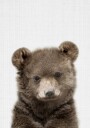 Cute Bear Cub Plakat / 40x50