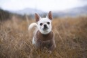 Myk Korallfleece Hundegenser Tan