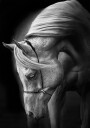 white stallion Poster Plakat / 50x70cm