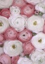 Scattered ranunculus in muted pink II Plakat Plakat / 70x100cm
