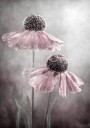 Duet  Poster Plakat / 21x30cm