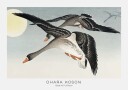 Birds At Full Moon By Ohara Koson Plakat Plakat / 30x40cm