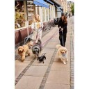 Hay Dogs Hundebånd Flat M L Blå Offwhite