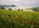Tuscan spring Poster Plakat / 21x30cm