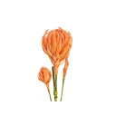 Europalms Dahlias Branch EVA orange