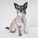 Tyylivoitto Hundekobbel Flettet Lila (9Mm X 200Cm)
