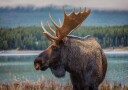 Moose Plakat / 40x50cm