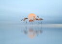 Flamingo in haven Plakat Plakat / 40x50cm