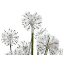 Europalms Dandelion, 107cm