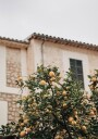 Lemons Plakat Plakat / 21x30cm