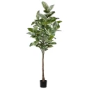 Mr Plant Fiken Elastica 220 cm