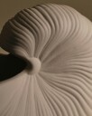 Shell Vase 23 cm
