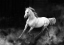 Fergana horse Plakat Plakat / 30x40cm