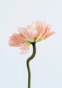 Peachy Poppy Flower Plakat Plakat / 40x50cm