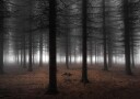 Silence Plakat / 50x70cm