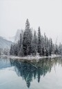Snowy Trees Near Lake Plakat Plakat / 100x150cm