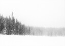 Forest for the Trees Plakat Plakat / 50x70cm