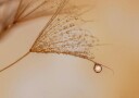 Delicate Dandelion Drop Plakat / 40x50
