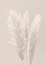 Soft Pampas Plumes Plakat / 40x50