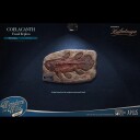 Wonders of the Wild Series  Coelacanth Fossil Replica Statue
