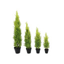 Europalms Cypress, Leyland, 120cm