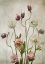Spring Garden Plakat / 50x70cm