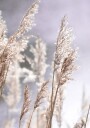 Pampas Grass Branches Plakat Plakat / 50x70cm
