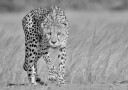Focused predator Plakat / 70x100cm