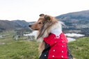 Bunad Til Hund Hardanger Han