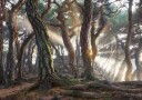 Misty Forest Sunbeams Plakat / 50x70