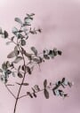 Eucalyptus 12 Plakat / 100x150cm