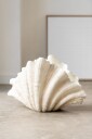 VASE CLAM SHELL