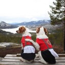 Bunadspakke Til Tispe: Hardanger-Inspirert Hundebunad Med Hjerteformet Sølje