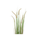 Europalms Fountain Grass, 120cm
