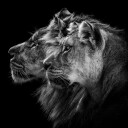 Regal Lion Pair Plakat / 50x50