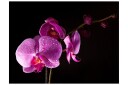Fototapet Stylish Orchids 250x193 - Artgeist sp. z o. o.