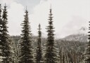 Majestic Fir Trees in the Mountain Plakat Plakat / 40x50cm