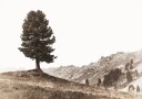 Lone Swiss Pine in the Alps Plakat Plakat / 100x150cm